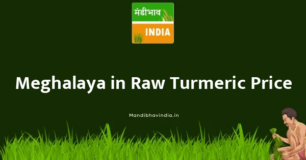 Raw Turmeric भाव